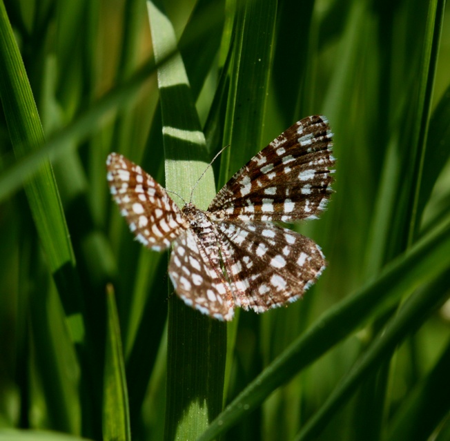 Id piccola farfalla - Chiasmia clathrata